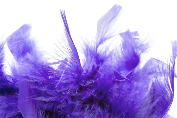 Violet feathers — Stock Photo, Image