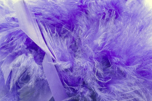 Фиолетовые перья — стоковое фото
