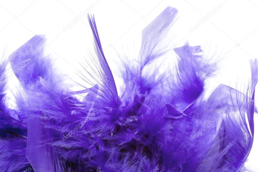 Violet feathers