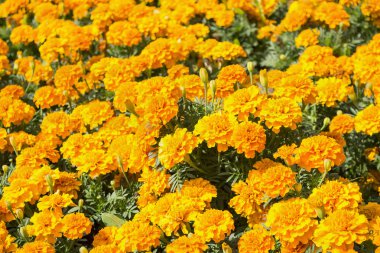 Sarı marigolds