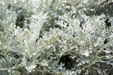 cineraria yaprakları