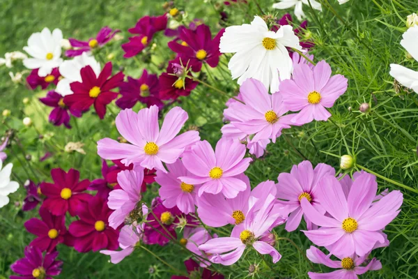 Pink and white cosmos — Stock Photo, Image