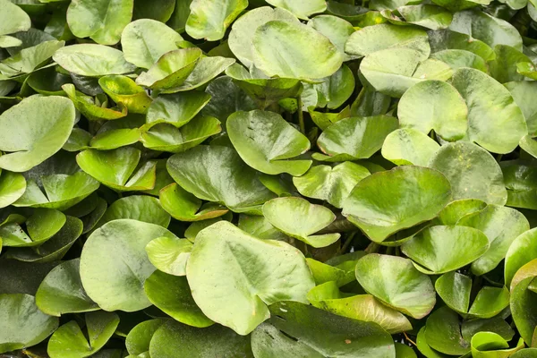 Water lily leaves — Stock Photo, Image