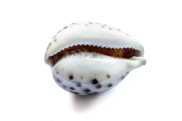 Glossy seashell — Stock Photo, Image