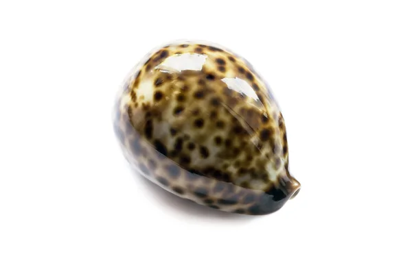 光泽贝壳 — 图库照片