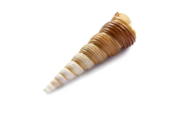 長いらせん状の貝殻 — ストック写真
