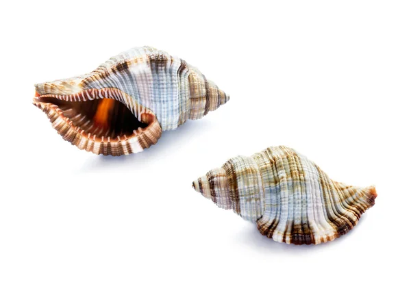 Two shells over white — Stock Photo, Image