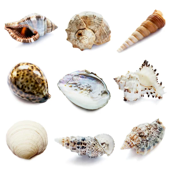 Set of nine seashells — Stock Photo, Image