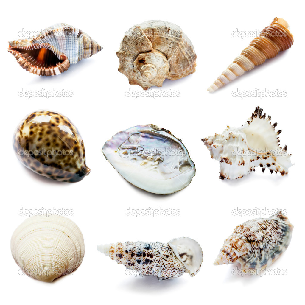 Set of nine seashells