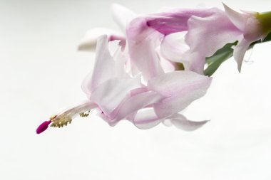 schlumbergera çiçek