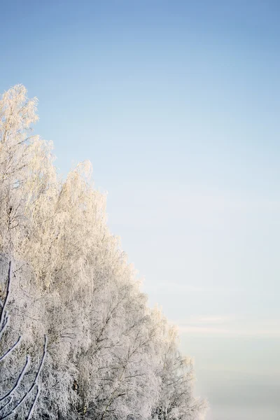 Hohe Bäume und blauer Himmel — Stockfoto