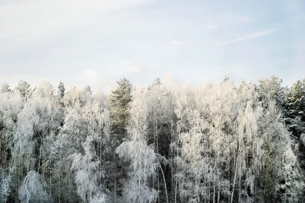 Rauhwald — Stockfoto