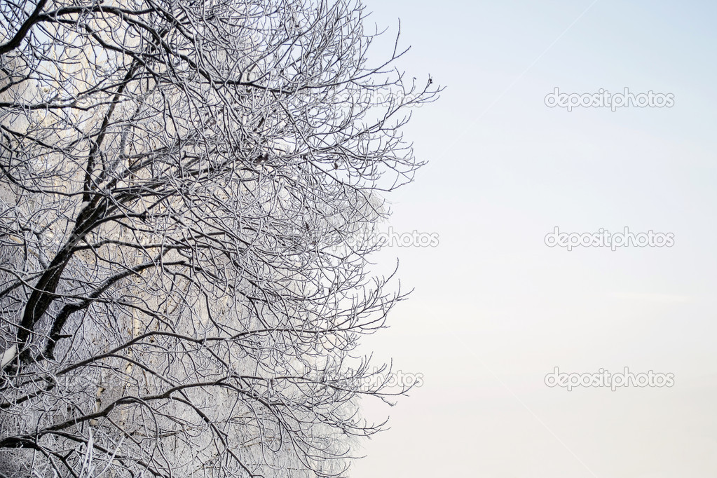 Hoary tree branches