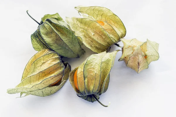 Physalis — Stockfoto