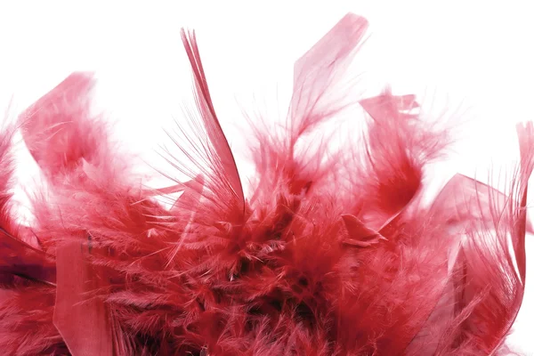 Red feathers — Stock Photo, Image