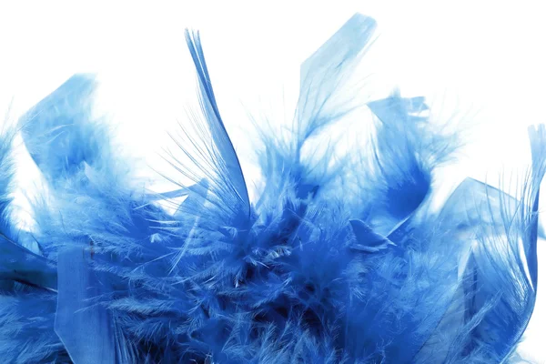 Μπλε φτερά — Φωτογραφία Αρχείου