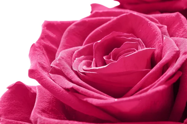 Rose flower — Stock Photo, Image