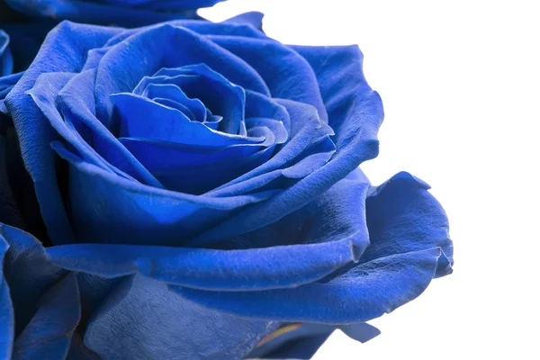 Rose flower — Stock Photo, Image