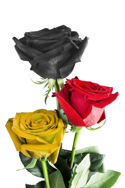 Rosas. — Foto de Stock