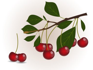 Kırmızı Kiraz Şubesi