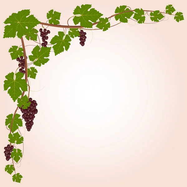 Quadro de ramo de uva vermelha — Vetor de Stock