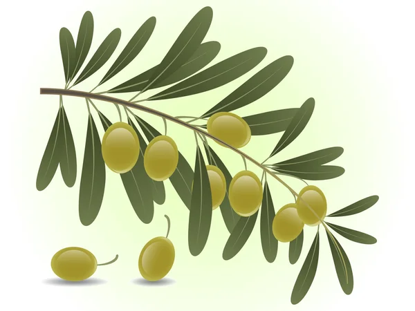 Zweig grüne Oliven — Stockvektor