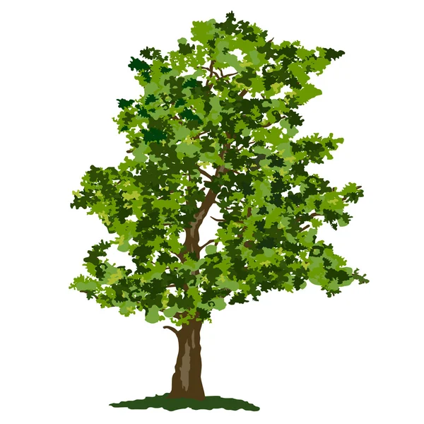 Sommergrüner Baum — Stockvektor