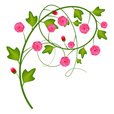 kırmızı çiçekler