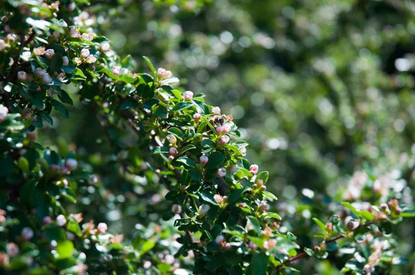 çiçekler içinde arı