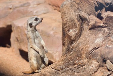 Suricate
