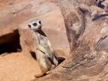 Suricate