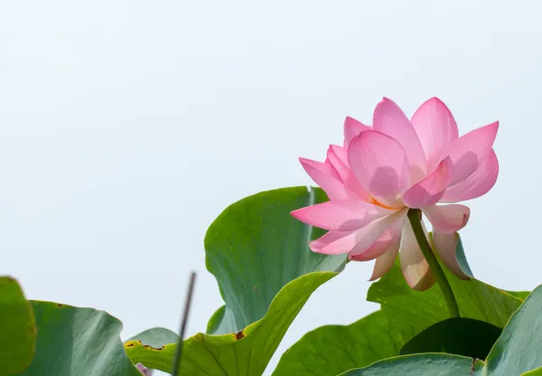 pembe lotus