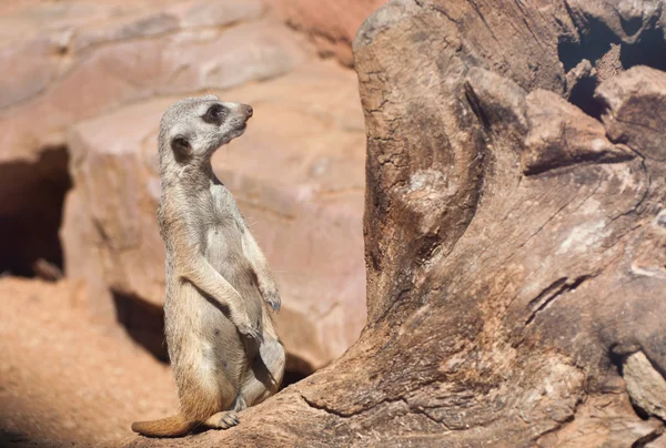 Suricate