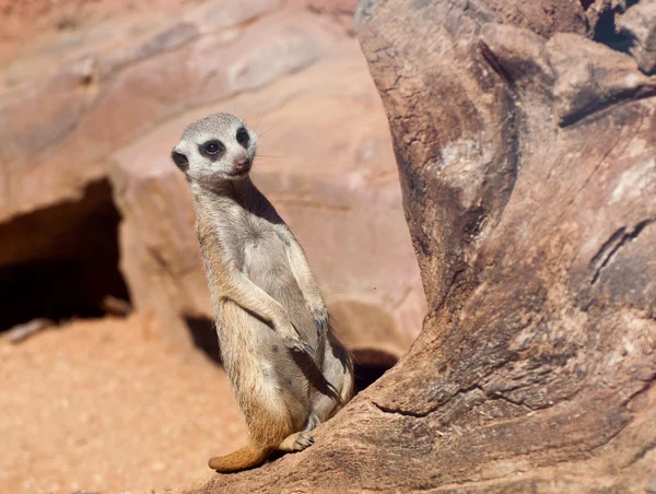 Suricate