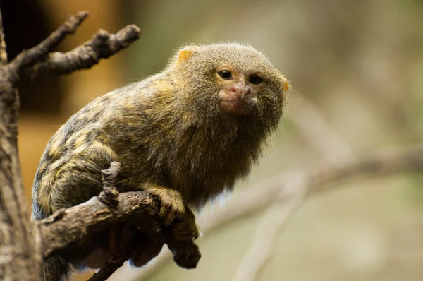 Marmoset maymun