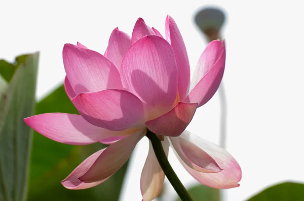 Pink lotus Stock Kép