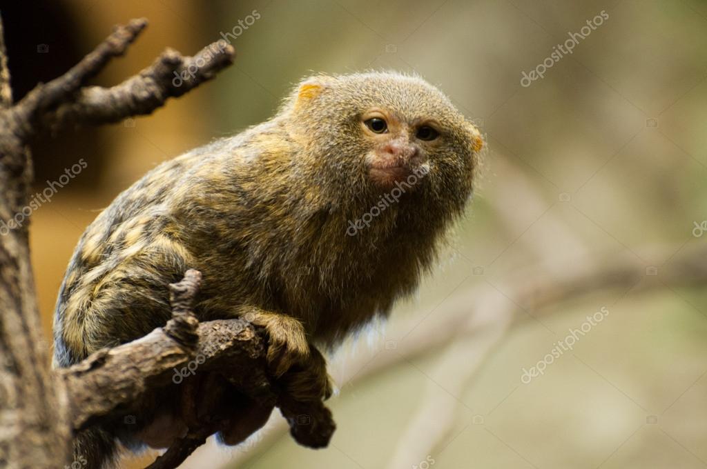 Ouistiti Images Libres De Droit Photos De Ouistiti Depositphotos