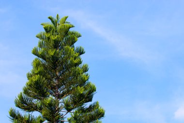 Mavi gökyüzü arkaplanlı çam ağacı