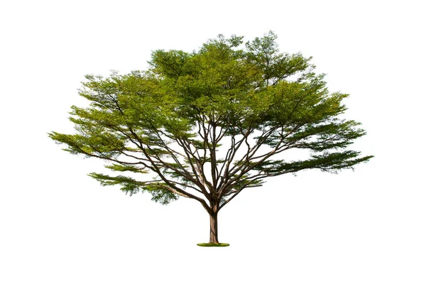 Beyaz Arkaplanda Büyük Ağaç — Stok fotoğraf