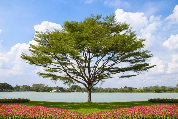 Árvore Canteiro Flores Com Fundo Azul Céu — Fotografia de Stock