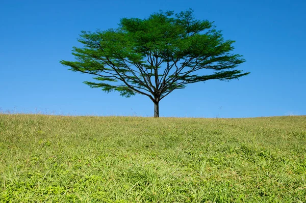 Árvore Campo Grama Verde Com Fundo Azul Céu — Fotografia de Stock