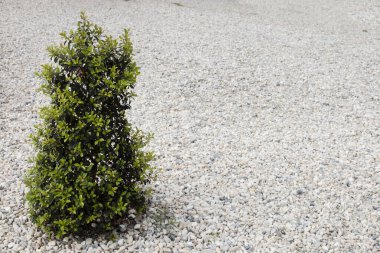 Çakıl taşının üzerindeki küçük ağaç süsleme bahçesi için.