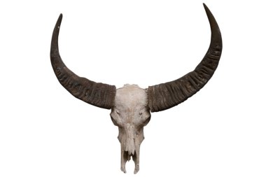 Beyaz arka planda izole Buffalo kafatası-kırpma yolları