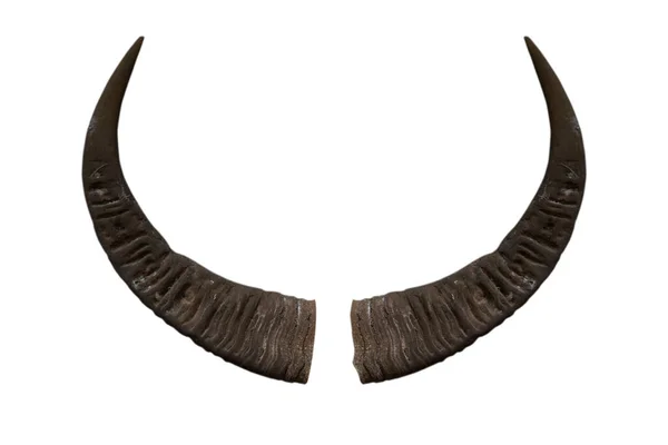 Beyaz arka planda yalıtılmış Buffalo Horn-kırpma yolları