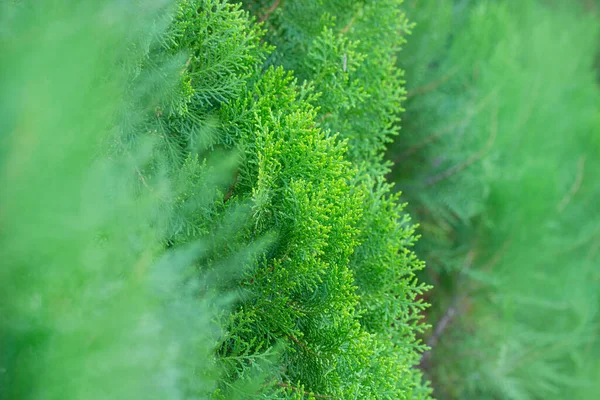 Närbild Tall Löv — Stockfoto