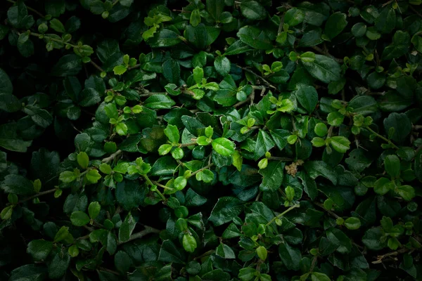 Grönt Blad Som Bakgrund — Stockfoto