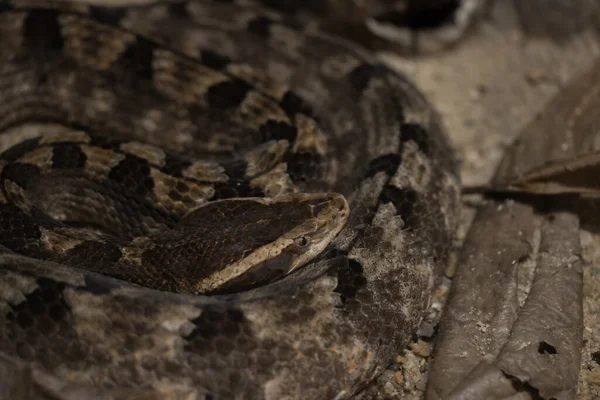 Snake Venomous Viper Snake Rattlesnake Close Eye Snake — Photo