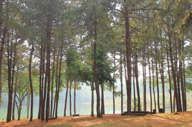 Çam ağaçlarının suluboya gölün yanında.