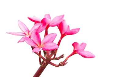 Beyaz arka plan üzerinde izole plumeria rubra çiçek