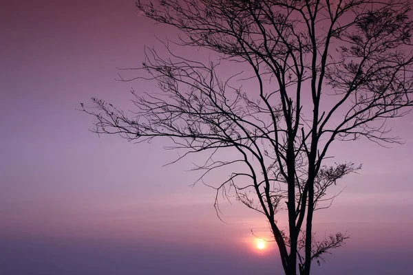 Силуэт Дерева Веткой Фоном Восхода Солнца — стоковое фото